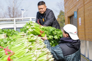 我校將半截樓村“滯銷菜”變?yōu)椤爸变N菜”
